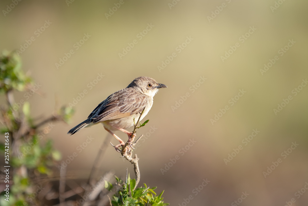 Croaking Cisticola perched on a branch in the Masai Mara Croaking Cisticola perched on a branch in the Masai Mara