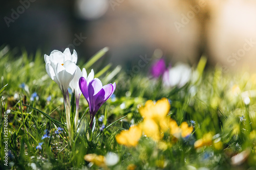 Springtime. Spring flowers in sunlight, outdoor nature. Wild crocus, postcard.