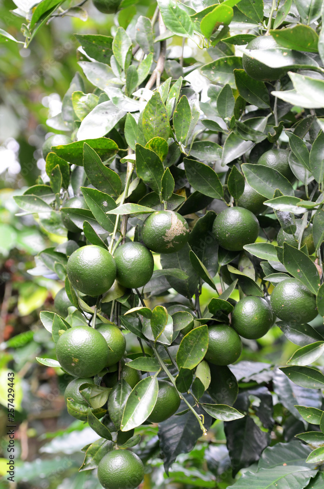 Green organic citrus fruit