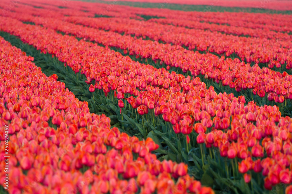 Closeup of a tulip field, Netherlands