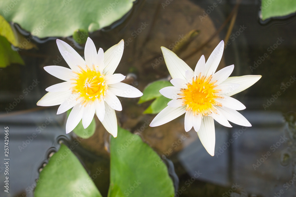 Couple white lotus flower