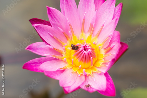 elegance pink lotus flower in water pond