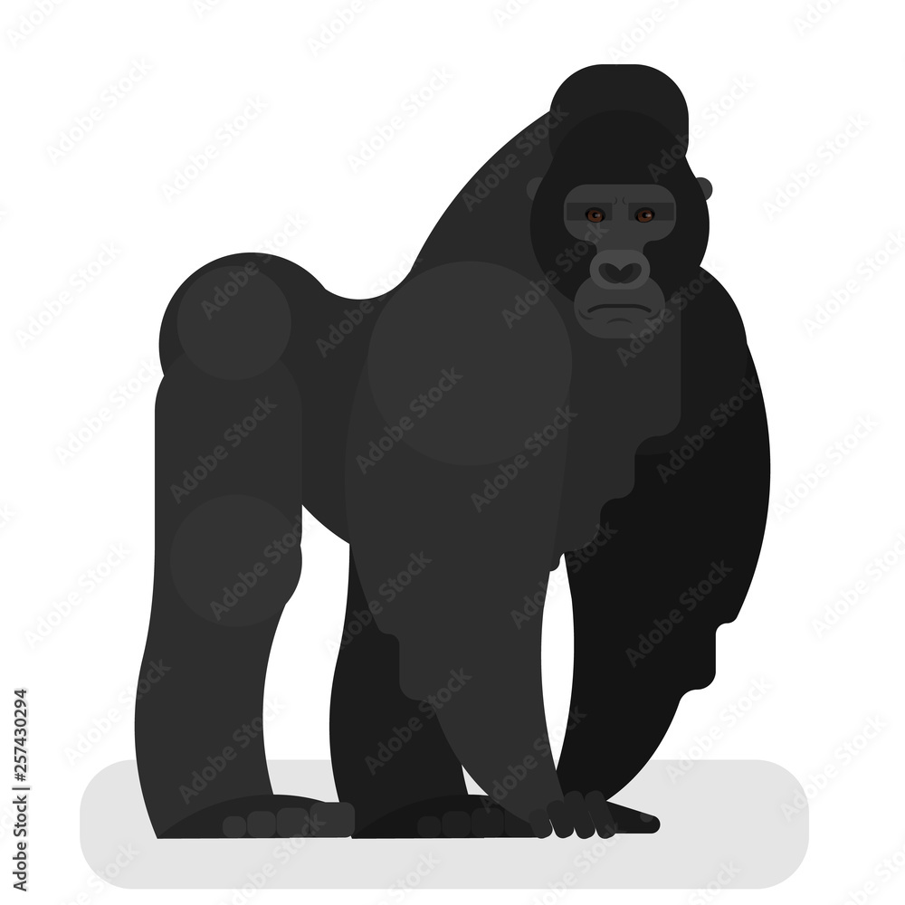 Gorilla monkey. Strong wild primate with muscle Gorilla monkey. Strong wild primate with muscle