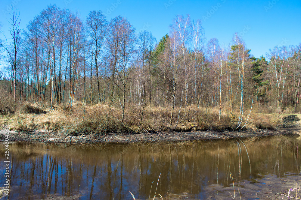 Blue water in a forest lake with pine trees, lake in Kluki, Poland