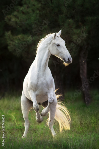 White horse rearing up at sunlight