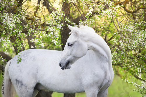 White horse portrait on spring blossom landscape