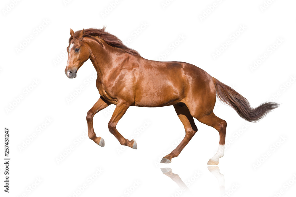 Red stallion isolated on white background