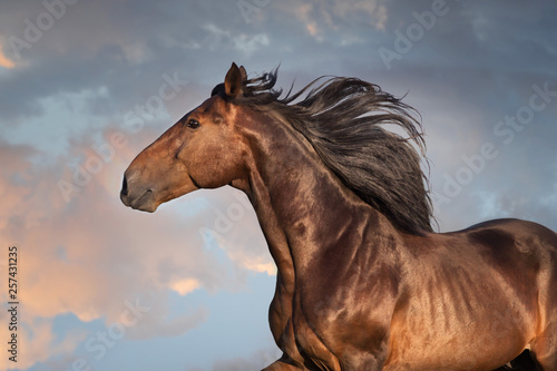 Bay horse portrait with long mane close up in motion