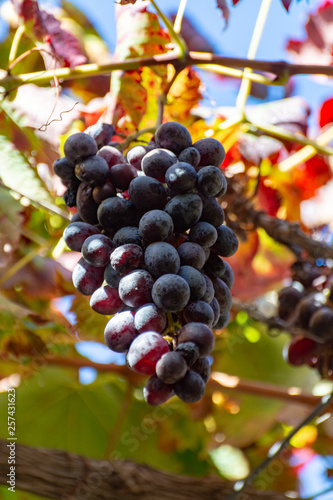 Bunches of ripe table grapes hanging on old grape plants in autumn  ready for harvest