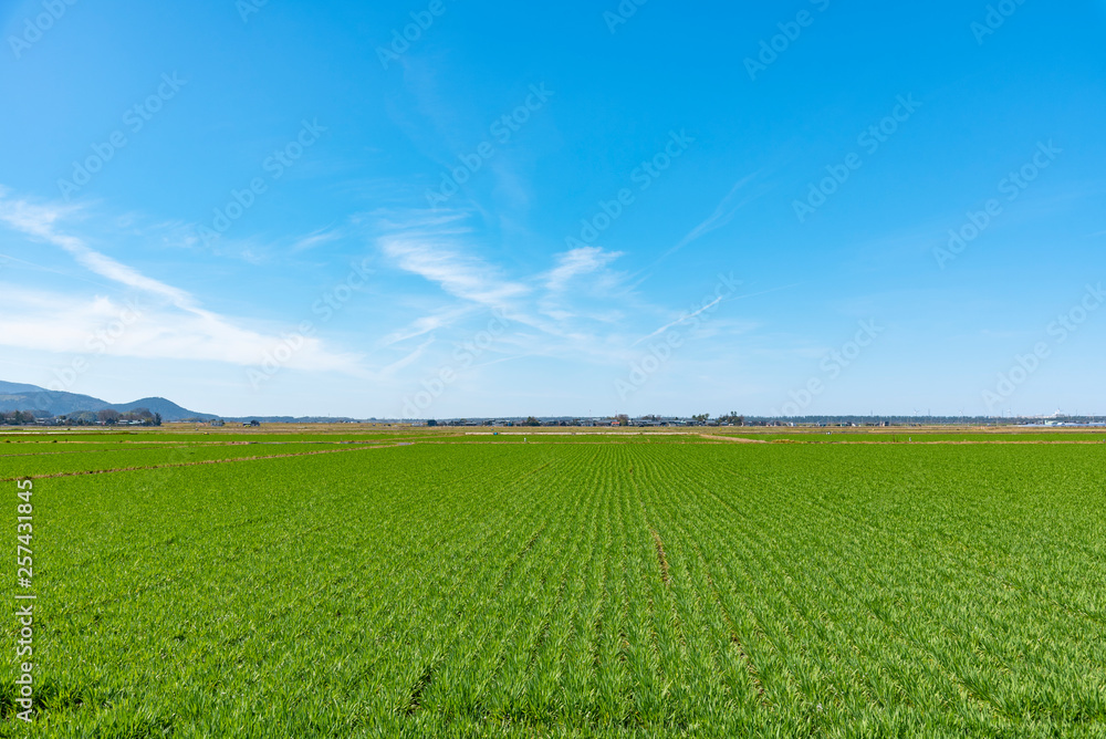 landscape background for summer ,Blue sky and beautiful cloud