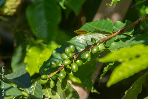 Branch of arabica coffee tree on plantation with green ripening coffee beans © barmalini
