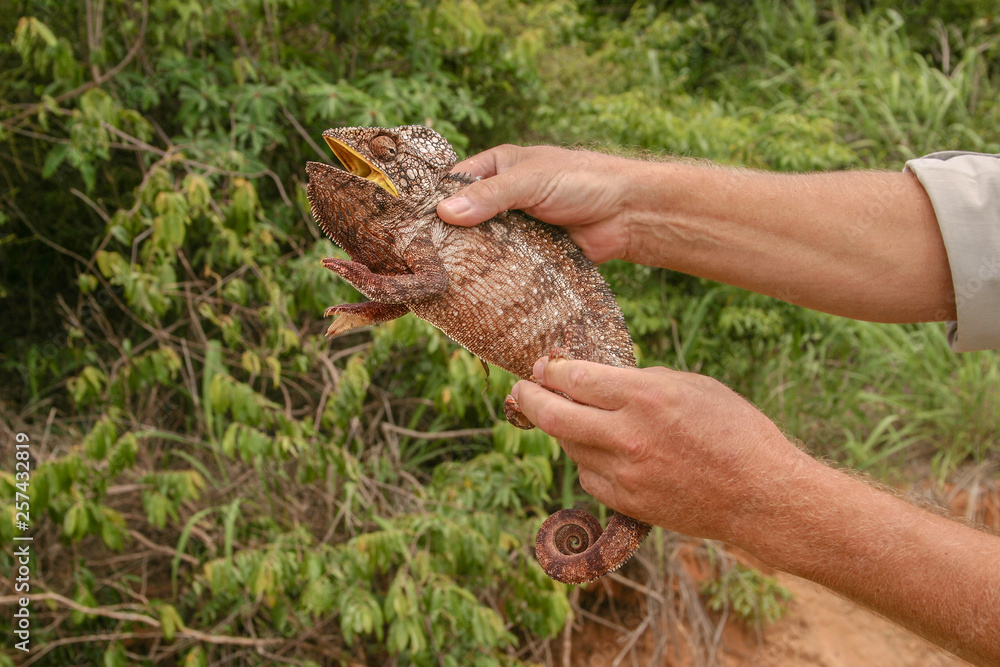 Malagasy giant chameleon in the hands of a man