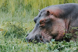 Portrait Hipopotamo in the river