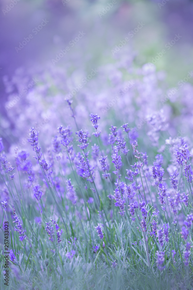 Lavendel im Feld ( Lavandula angustifolia ) Lavendel im Feld ( Lavandula angustifolia )