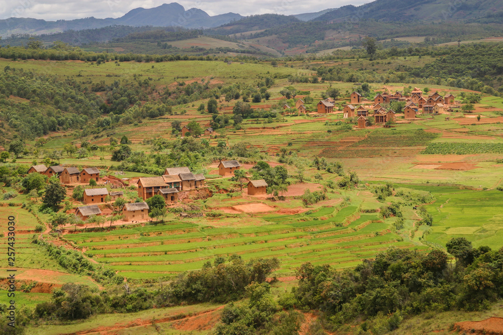 typical red houses in the highlands of Madagascar among rice terraces