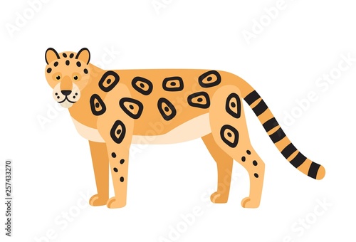 Leopard isolated on white background