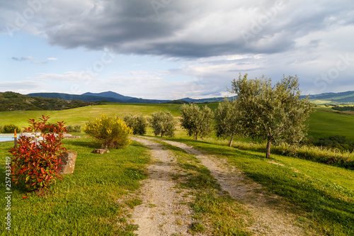 Empty road in the countryside, young olive trees on the edge, dramatic sky, mountains in the background. Tuscany landscape, Italy.