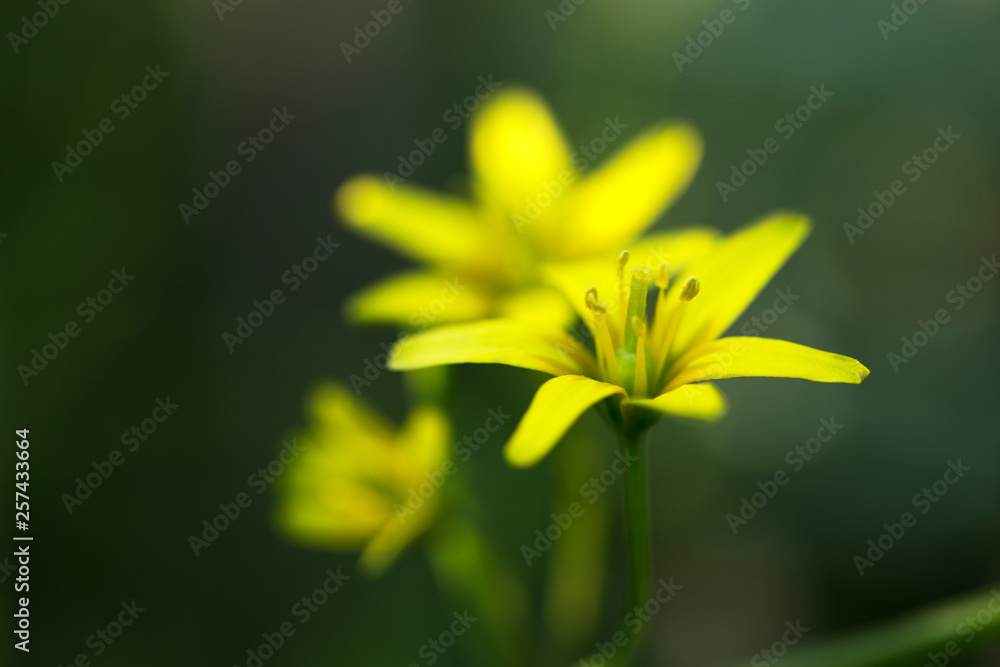 Obraz premium Small flowers of Gagea lutea or goose onions close-up. Yellow Star-Of-Bethlehem spring blooming on sunny day. Nature and botany, flowers with yellow petals for garden decoration.