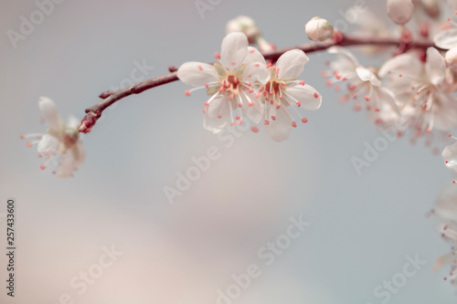 Schilderij op canvas Weisse Blumen - Zarte Blüten des Weißdorn (Crataegus)