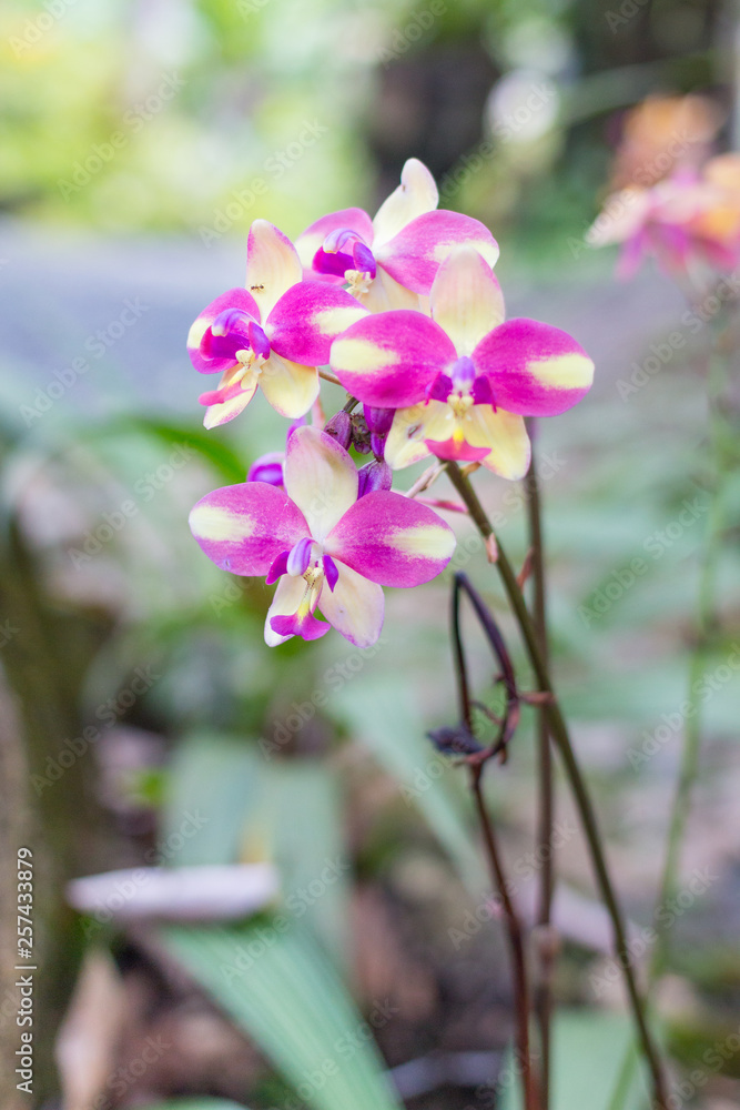 beautiful bloom yellow and purple orchid beautiful bloom yellow and purple orchid