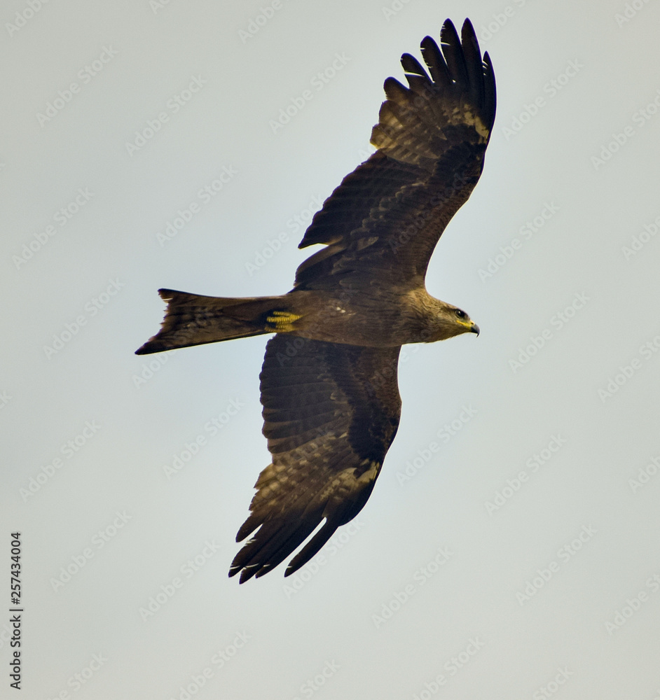 Obraz premium eagle in flight