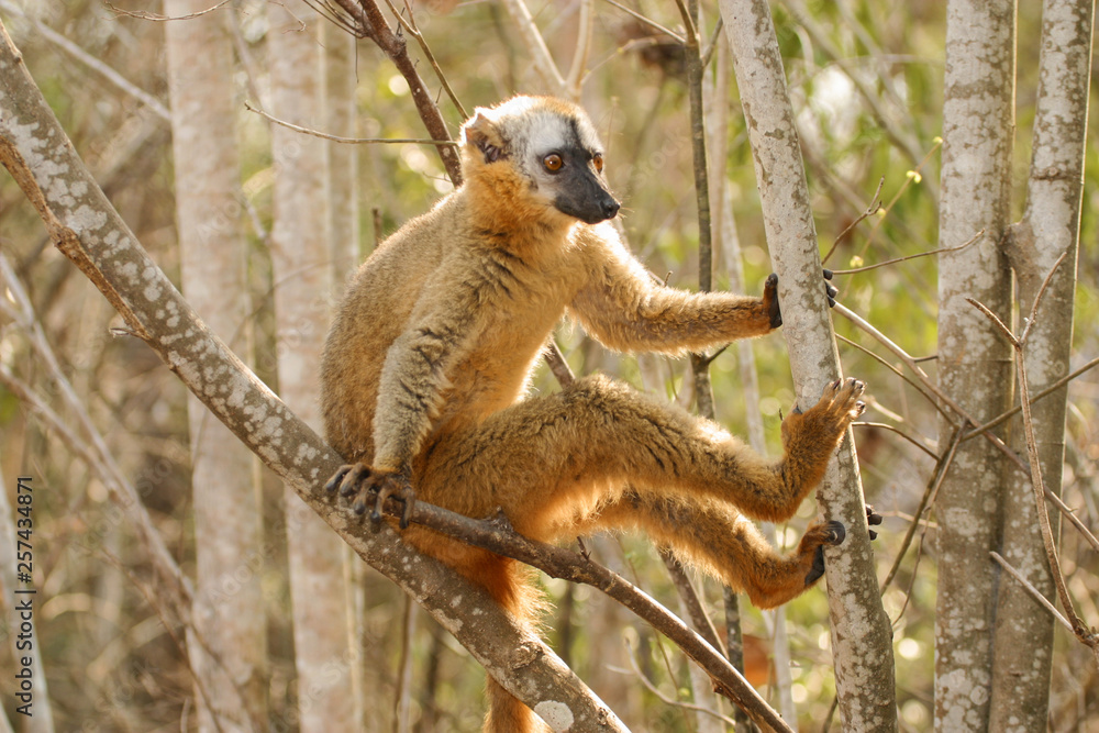 Fototapeta premium brown lemur on branch 