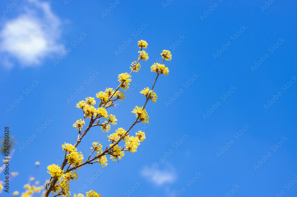 黄色いレンギョウと青空 黄色いレンギョウと青空