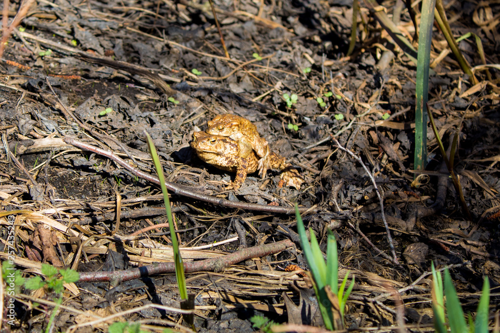 Fototapeta premium Toad reproduction in the wild, frog couple, love of toads, cold-blooded life