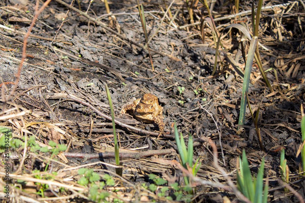 Toad reproduction in the wild, frog couple, love of toads, cold-blooded life Toad reproduction in the wild, frog couple, love of toads, cold-blooded life