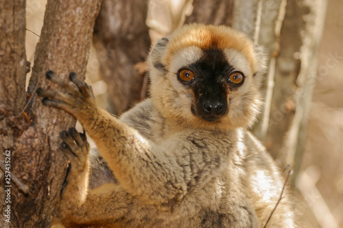 portrait of brown lemur in the tree © dblumenberg