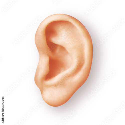 human ear isolated on white