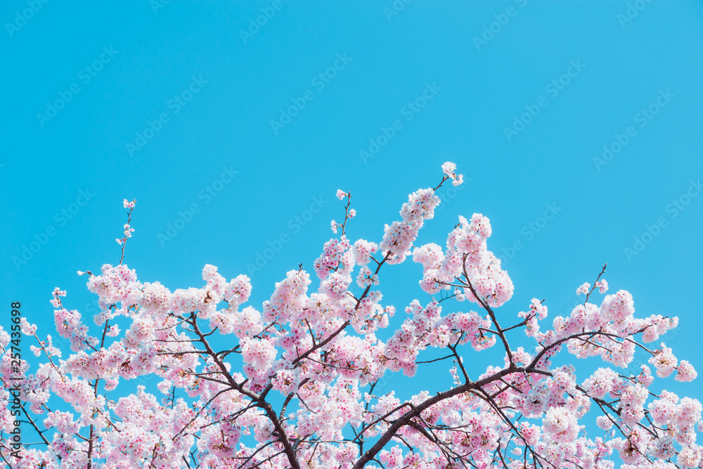 Sakura,pink cherry blossom in Japan on spring season.
