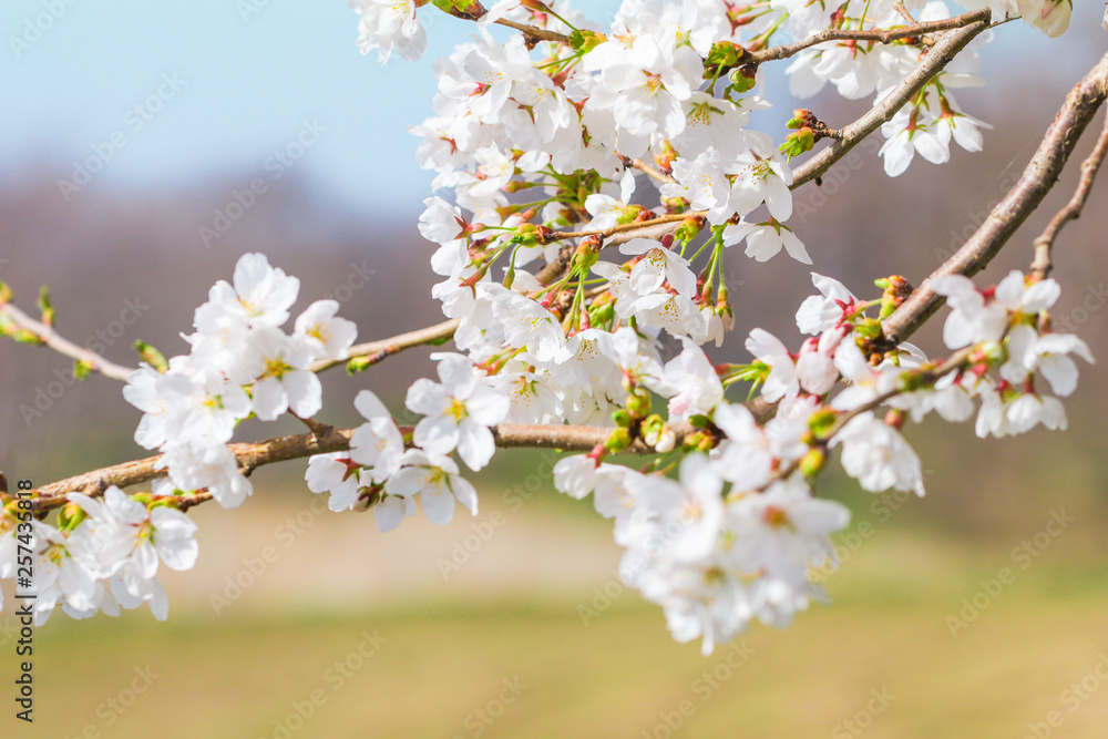 Beautiful cherry blossom or sakura in japanese in spring time. Beautiful cherry blossom or sakura in japanese in spring time.