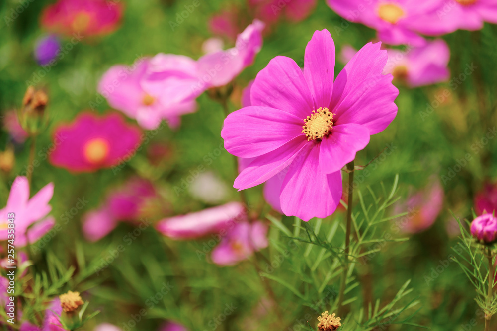 The Cosmos Flower