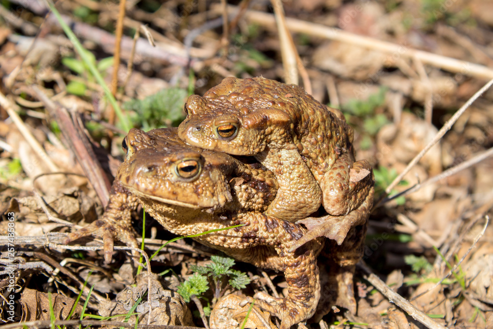 Toad reproduction in the wild, frog couple, love of toads, cold-blooded life Toad reproduction in the wild, frog couple, love of toads, cold-blooded life