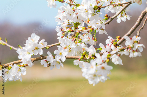 Beautiful cherry blossom or sakura in   japanese  in spring time. © Umarin