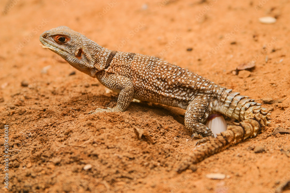 Madagascar collared iguanid laying eggs Madagascar collared iguanid laying eggs