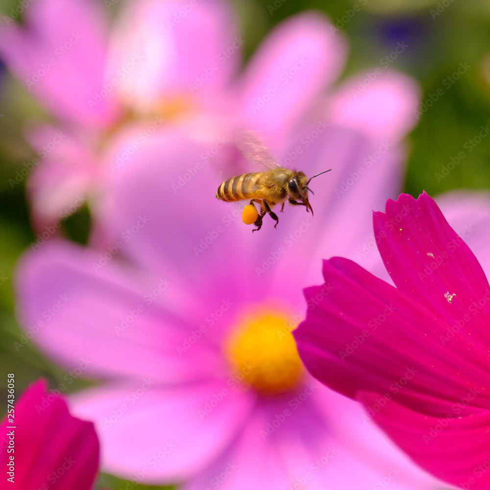 Honey Bee collecting pollen on flower Honey Bee collecting pollen on flower