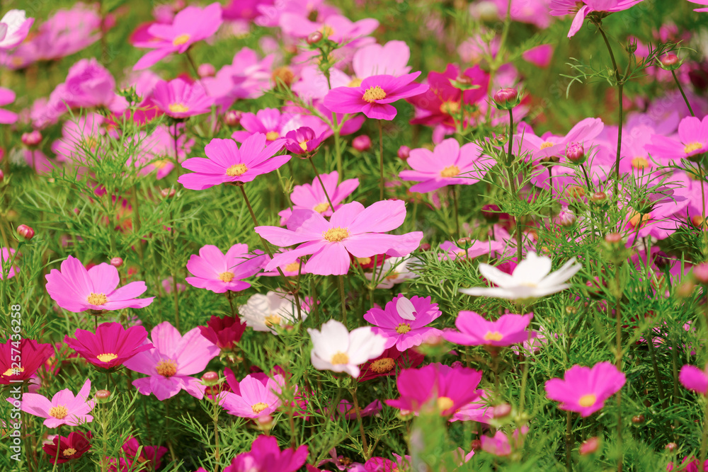 The Cosmos Flower The Cosmos Flower