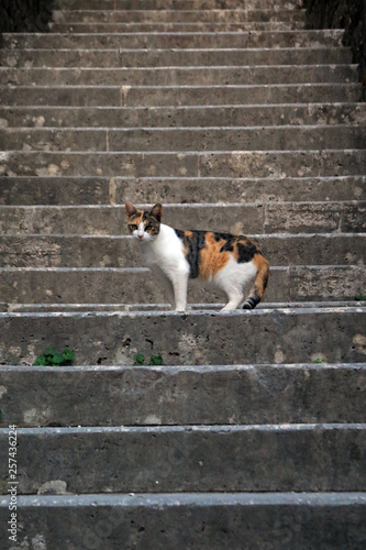 Cat in Kotor, Montenegro © bayazed