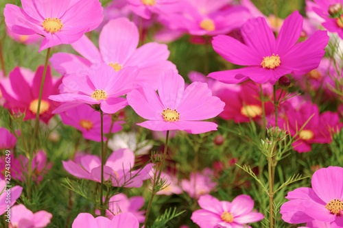 The Cosmos Flower