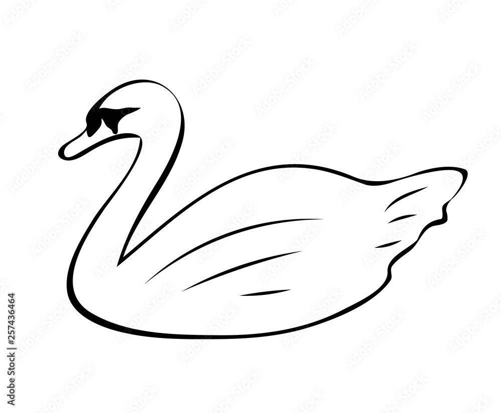 Vector illustration, isolated swan in black and white colors, outline hand painted drawing Vector illustration, isolated swan in black and white colors, outline hand painted drawing