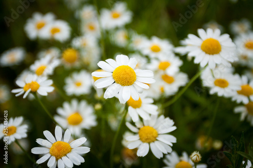 Many white daisies in the meadow.