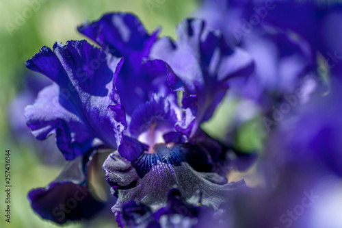 Bitone Purple blue Tall Bearded Iris Oklahoma Crude macro