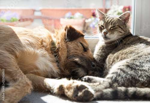 Photography cat and dog sleeping together