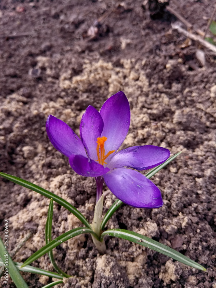 Blooming lilac crocus
