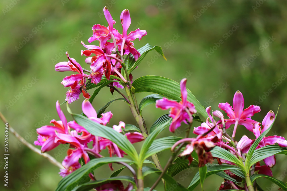 Obraz premium Vivid pink wild Orchid flowers on Huayna Picchu Mountain, Machu Picchu, Cusco, Peru