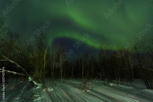 Aurora Over the winter forest