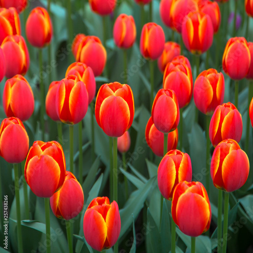 Tulips flowers. Spring floral background.