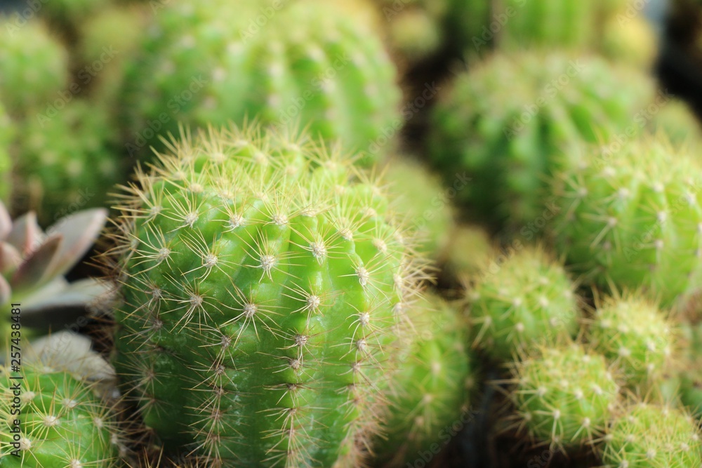 Beautiful small the cactus in the pot Beautiful small the cactus in the pot